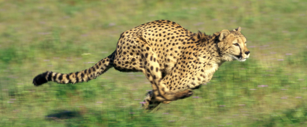 https://holub.com/wp/wp-content/uploads/2018/01/Cheetah-Banner-1024x426.jpg